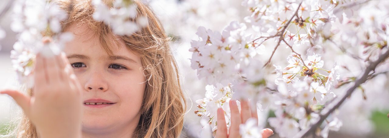 Child holding a branch of cherry blossom