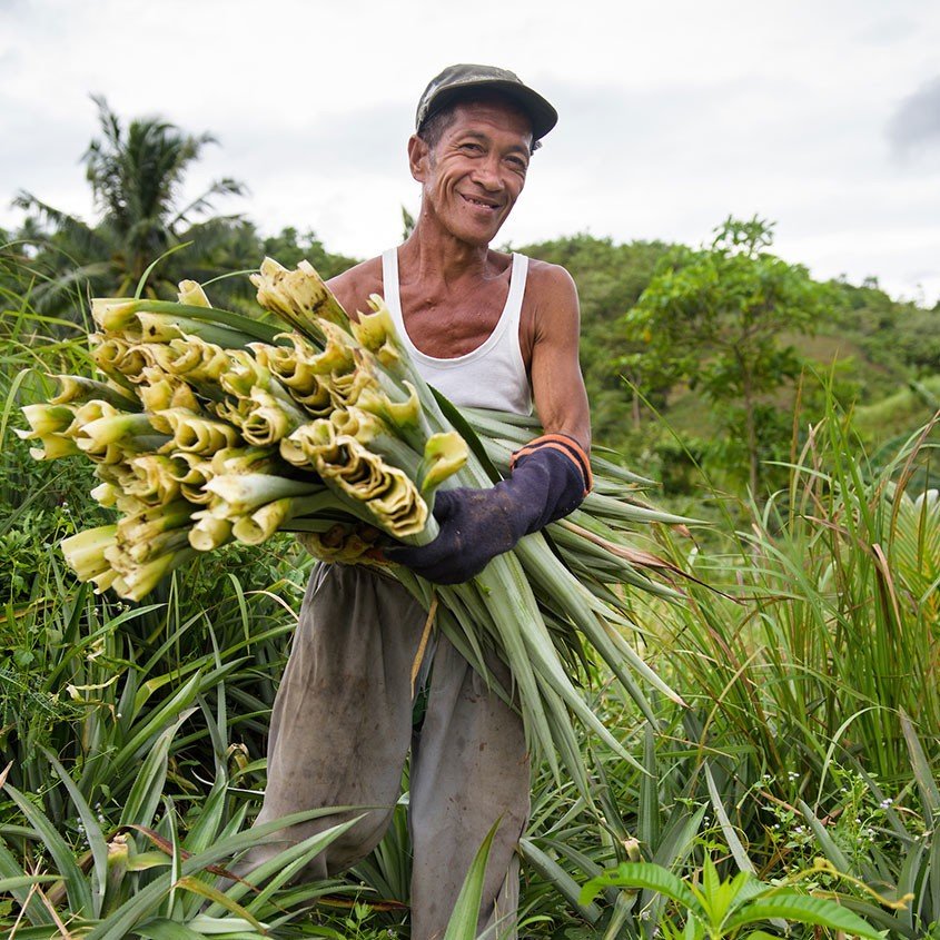 Photo Harvesting Pineapple leaves