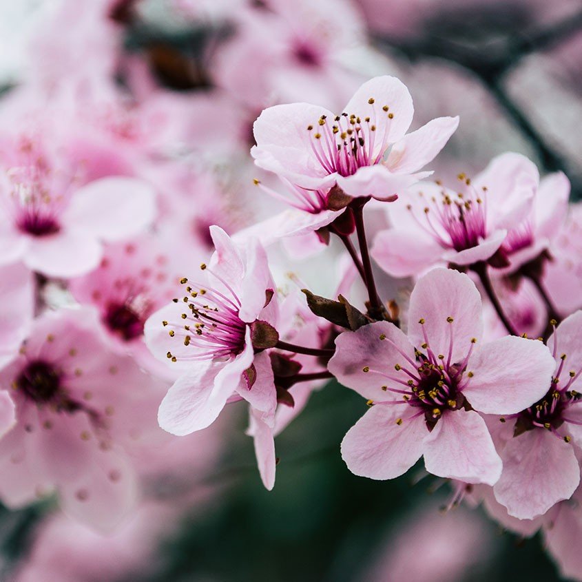 Picture cherry blossom