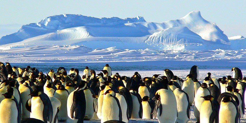 pinguins op antarctica